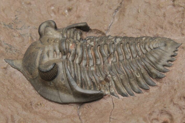 Pseudocryphaeus (Cryphina) Trilobite - Lhandar Formation #213422